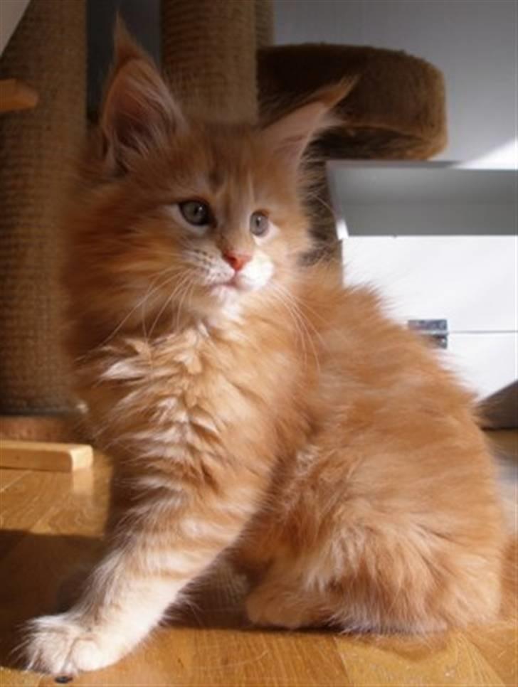 Maine Coon Don Diego - Da Diego var lille bitte.. billede 1