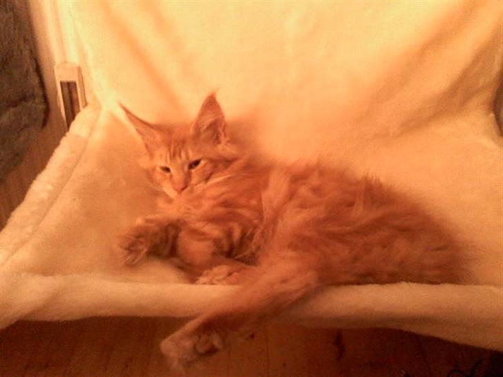 Maine Coon Don Diego - Hænge seng:) billede 2