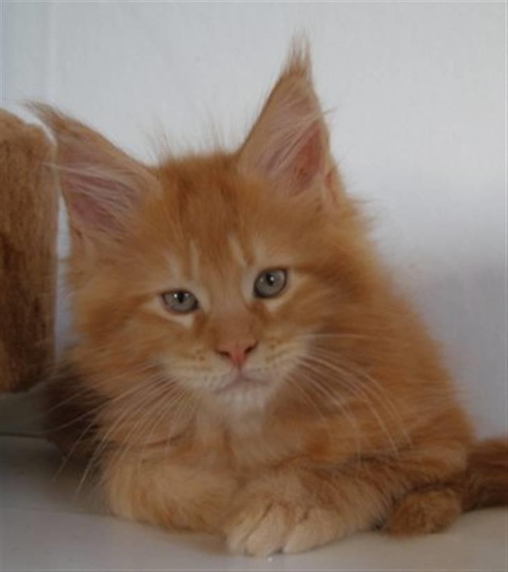 Maine Coon Don Diego - Alle sammens darling! billede 3