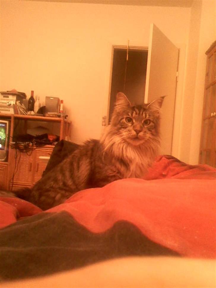 Maine Coon Dune - ... billede 1