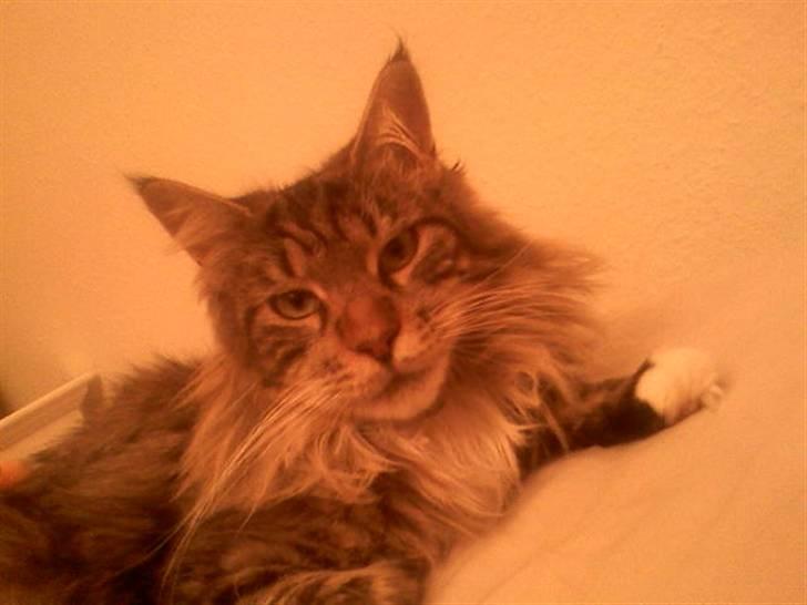 Maine Coon Dune - Så smuk! billede 2