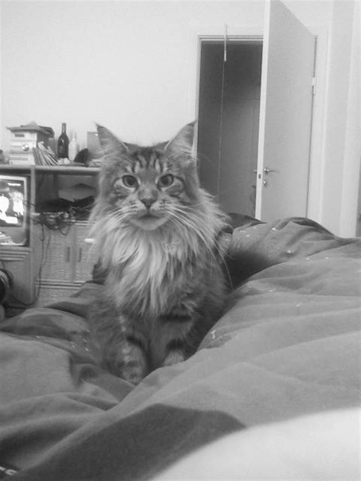 Maine Coon Dune - Ser nysgerri ud! Hihi.. billede 3