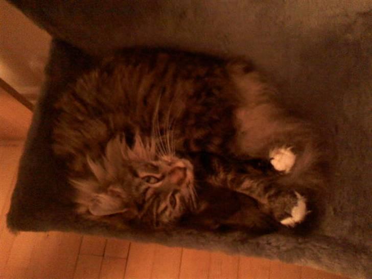 Maine Coon Dune - Kineser mis! billede 4