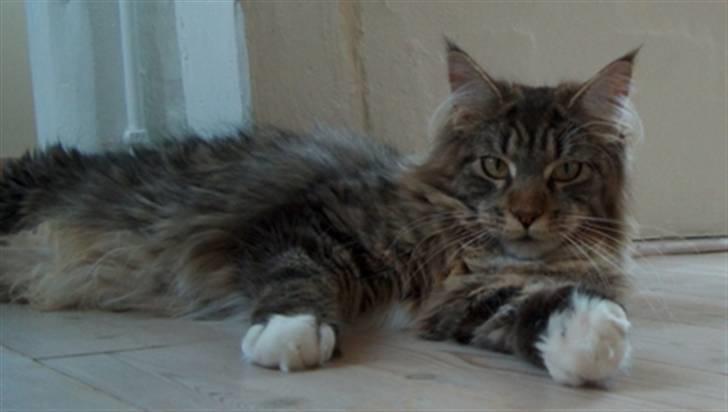 Maine Coon Dune - "I you talking to me?" billede 5