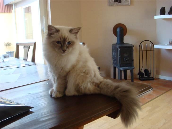 Hellig Birma Andante - Ups. her må jeg da gerne være ik billede 11