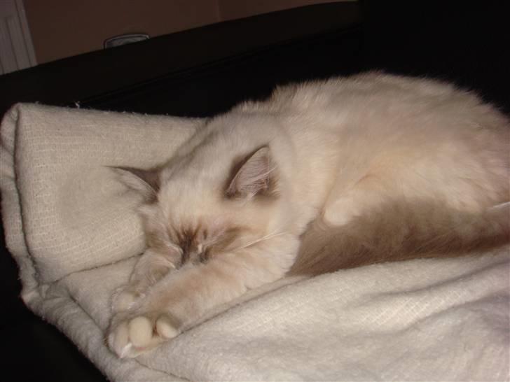 Hellig Birma Andante billede 12