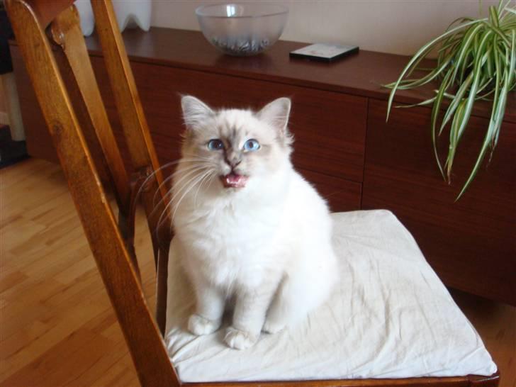 Hellig Birma Andante billede 13