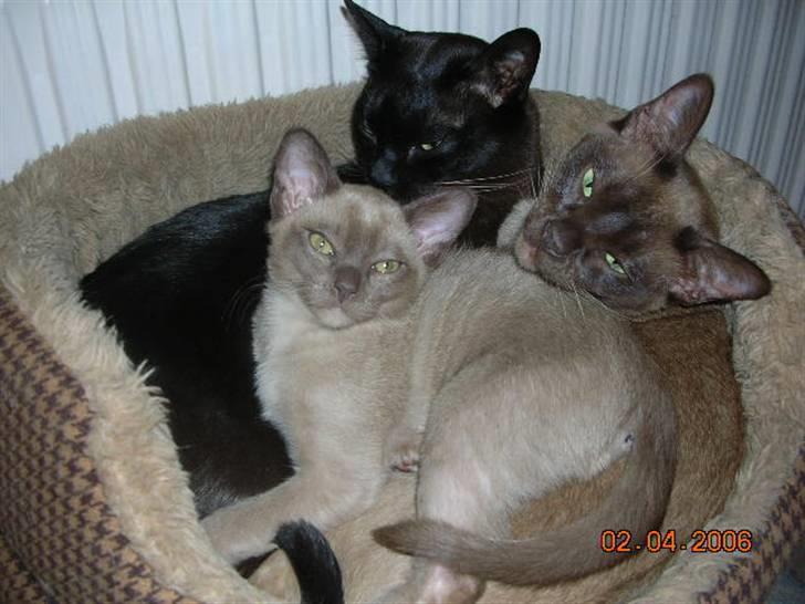 Burmeser Momi's Baloo - Baloo sammen med nevø Coco og Lillemand som killing billede 3