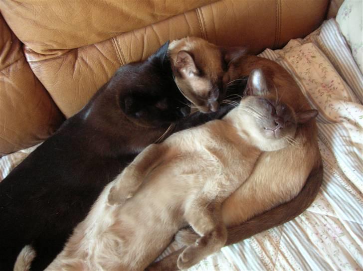 Burmeser Momi's Baloo - En hyggestund i sofaen. Sådan sover de næsten altid sammen billede 4