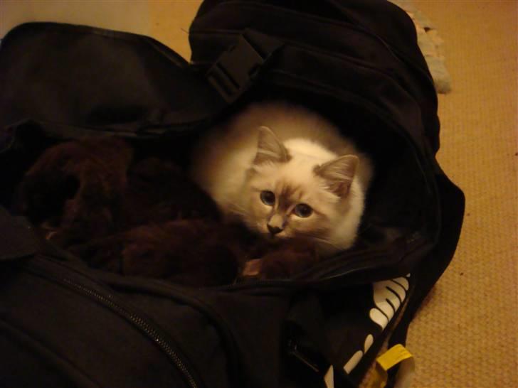 Hellig Birma Andante billede 14