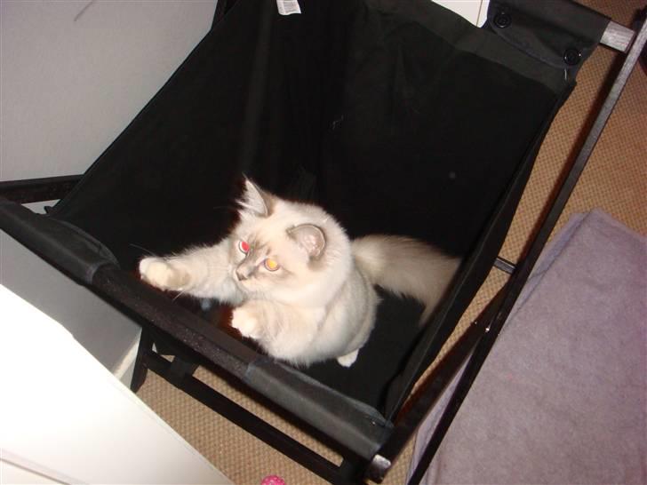 Hellig Birma Andante billede 15