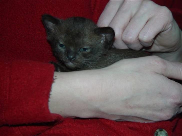 Burmeser Momi's Baloo - Baloo første gang jeg så ham hos opdrætter  Momis (Mogens og Mie) billede 5