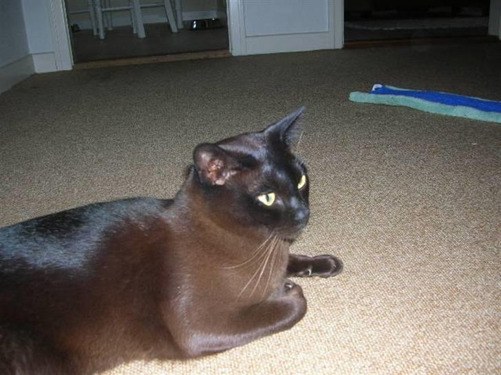 Burmeser Momi's Baloo - Hvor er de 2 andre henne? billede 6