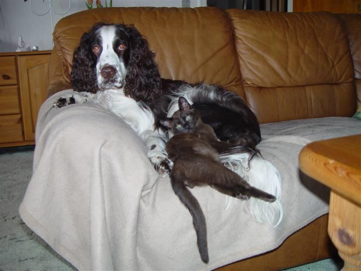 Burmeser Momi's Baloo - Baloo som killing sammen med min ene hund Andy. billede 7