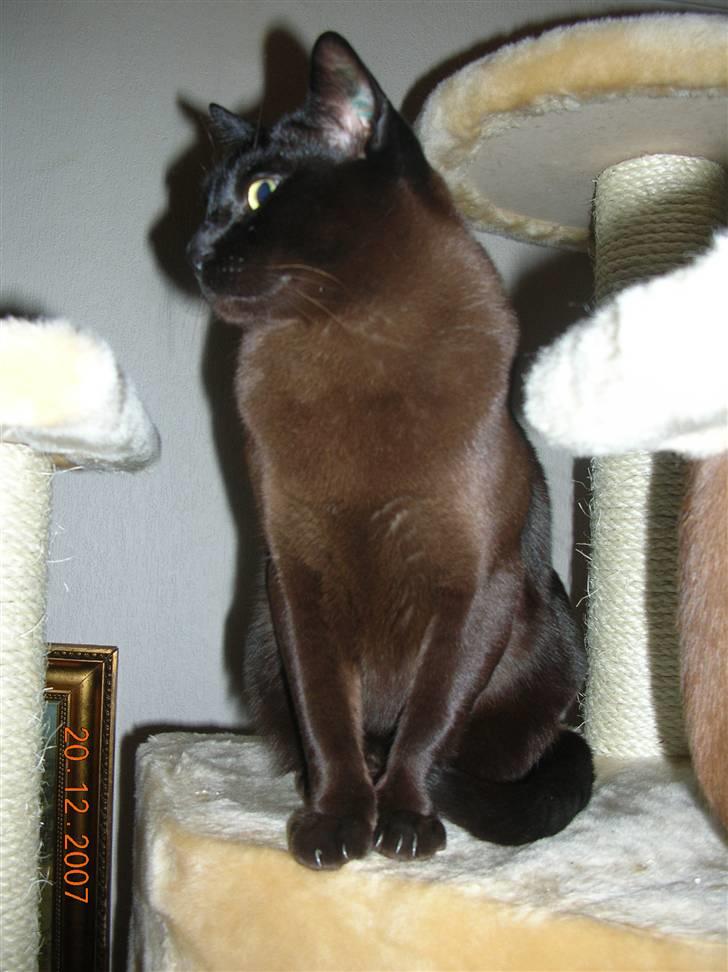 Burmeser Momi's Baloo - Baloo højt til vejrs på deres nye kradsetræ. Han nyder udsigten over hele stuen, billede 8