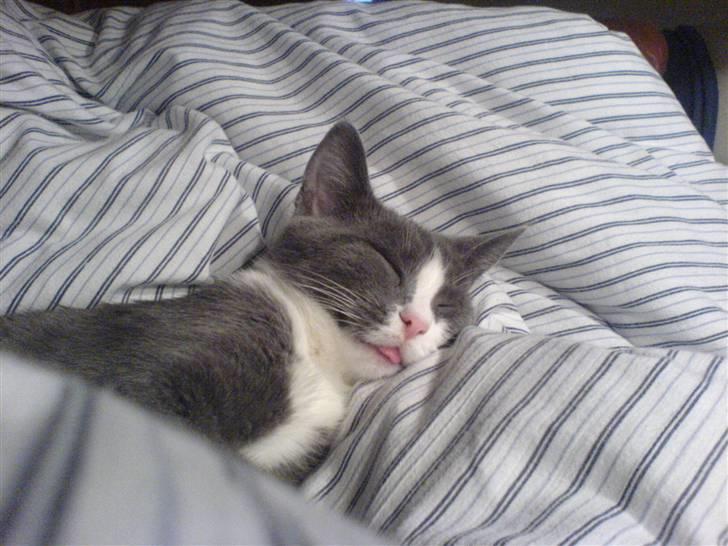 Blanding af racer Dixi - Det er så dijligt at sov med tungen ud af munden :P billede 1