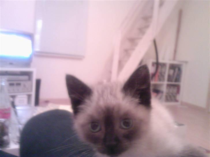 Huskat Barbara billede 2