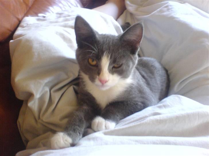 Blanding af racer Dixi - Du kan da ikke bare vække mig :P <3 billede 2