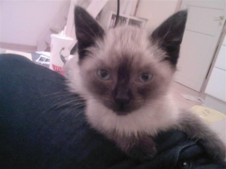 Huskat Barbara billede 3