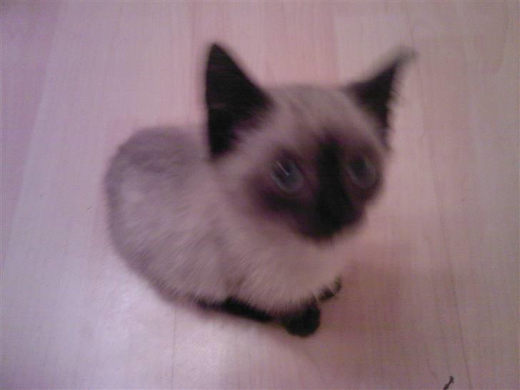 Huskat Barbara billede 4