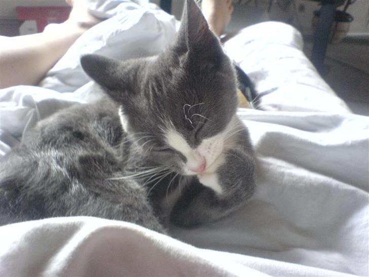 Blanding af racer Dixi - Så nu skal jeg være ren , <3  billede 3