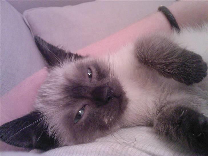 Huskat Barbara - Sådan ser hun ud når hun bliver kælet med ! billede 5