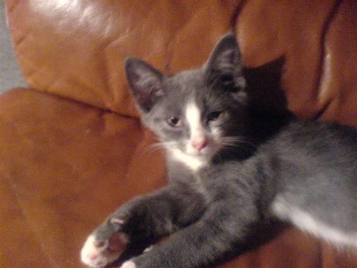 Blanding af racer Dixi - Se hvor lille jeg er , der har de lige fået mig =D  billede 4