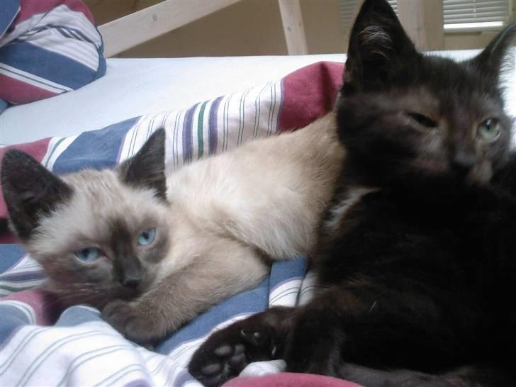 Huskat Barbara - Barbara og brormand Sorteper :) billede 6