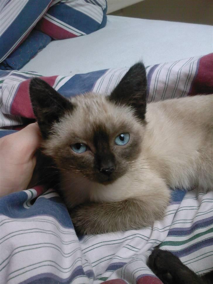 Huskat Barbara billede 7