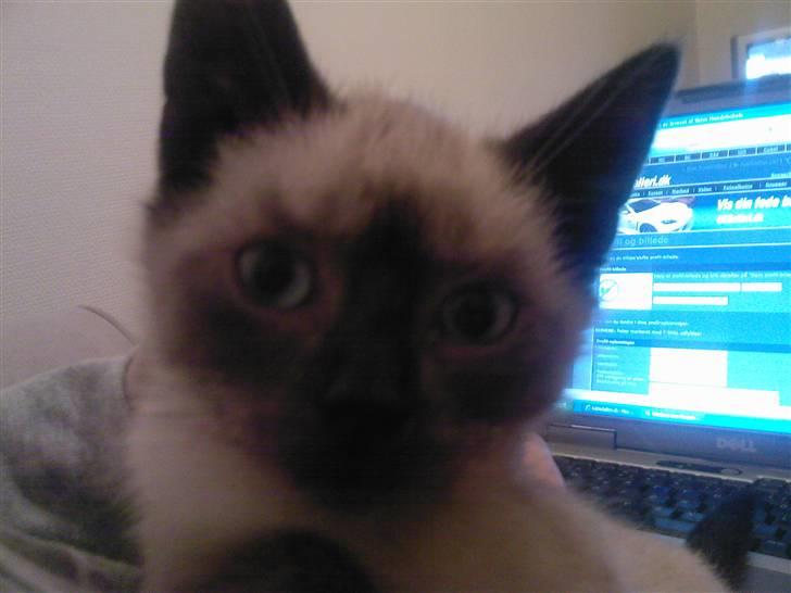 Huskat Barbara billede 8