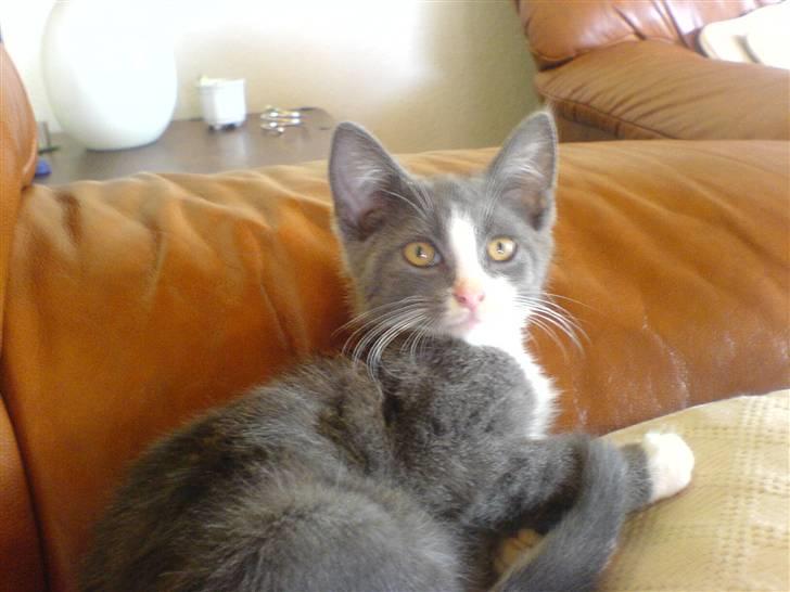 Blanding af racer Dixi - Så smuk er jeg :P billede 5