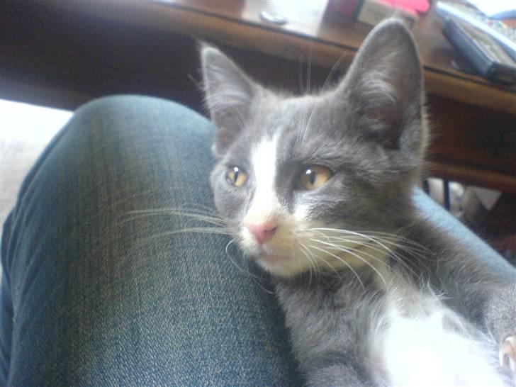 Blanding af racer Dixi - Ligger på mors ben :) billede 6