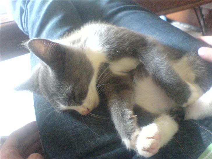 Blanding af racer Dixi - Tager mig lige en lur :) billede 7