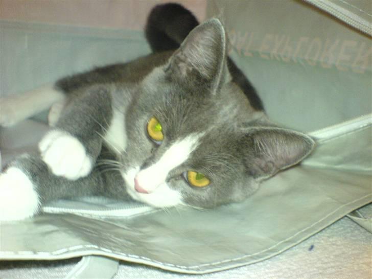 Blanding af racer Dixi - Ligger inde i en pose , det er så hyggeligt :D billede 8