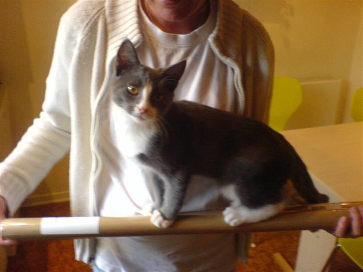 Blanding af racer Dixi - Skal lige se hvad det er , man kan stå på det :P billede 9