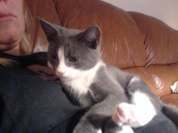 Blanding af racer Dixi - Putte hos mor :P <3  billede 10