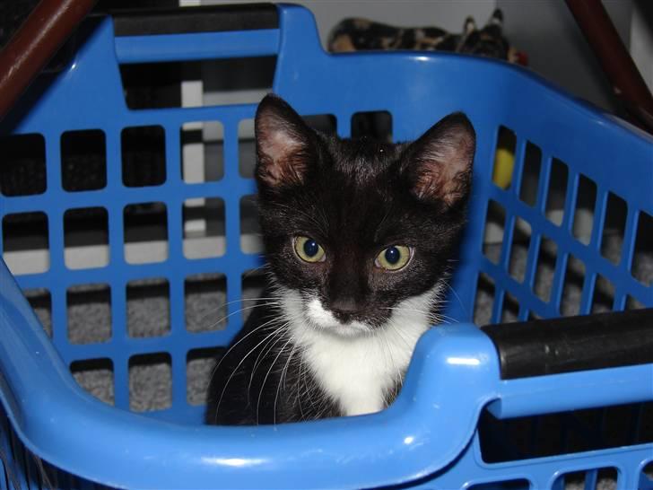 Huskat Figaro - jeg gemmer mig Igen ) billede 12