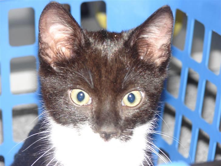 Huskat Figaro - heej.. billede 13