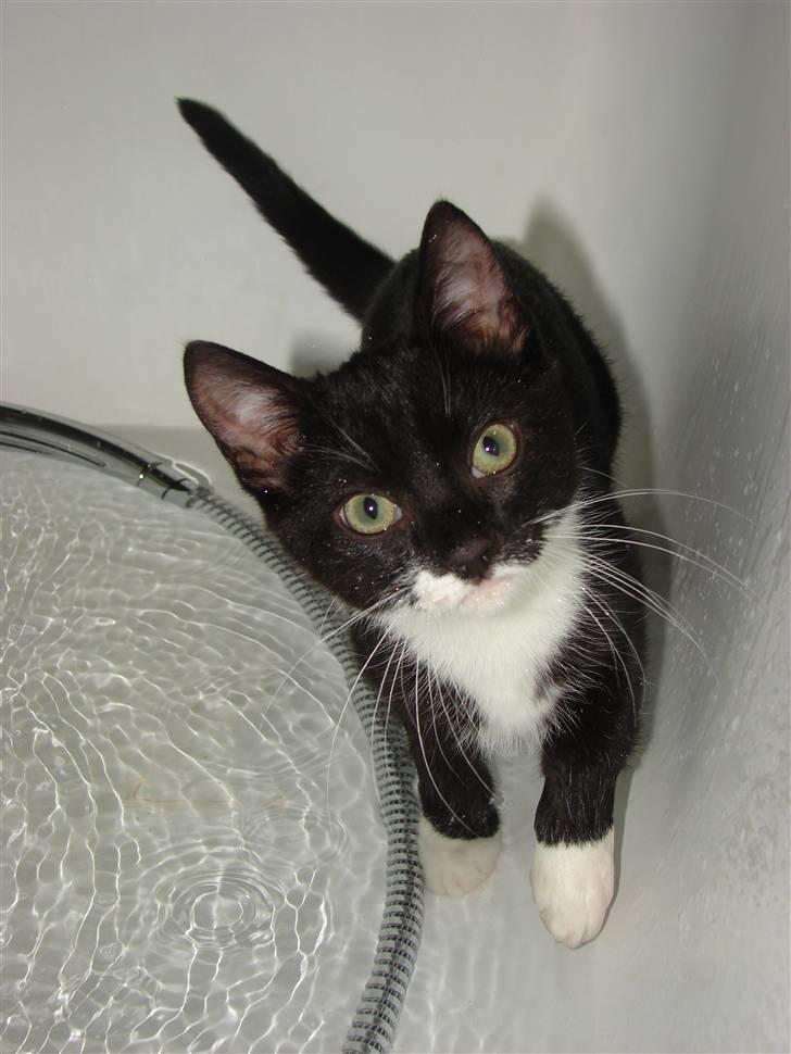 Huskat Figaro - jeg elsker at bade :) billede 14