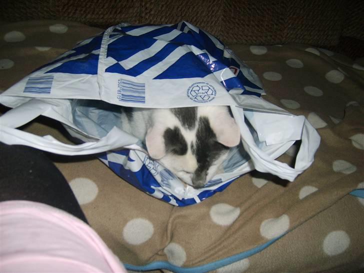 Blanding af racer Bamse  † R.I.P † - Han kravlede lige in i bæreposen <33 xD billede 5