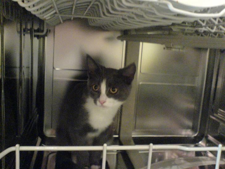 Blanding af racer Dixi - nu vil jeg godt vaskes :P sidder i opvaskemaskinen hehe sjovt ?  billede 11