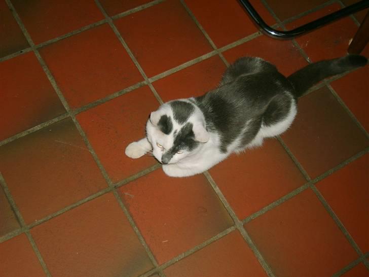 Blanding af racer Bamse  † R.I.P † - Se mig, er jeg ikk fin? <33 xD billede 6