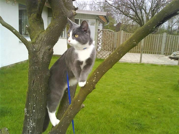 Blanding af racer Dixi - Hehe , i kan ikke finde mig :P billede 12