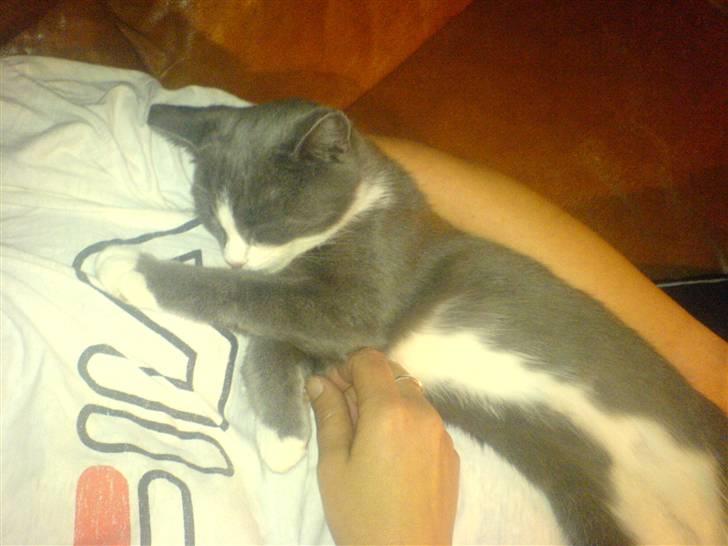 Blanding af racer Dixi - Ej hvor er jeg bare træt , :P billede 13