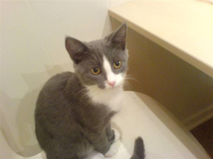 Blanding af racer Dixi - Er i ikke snart færdig med at spise , så i kan lege med mig :P hehe  billede 14