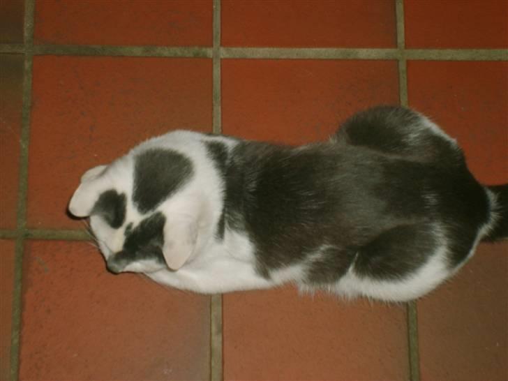 Blanding af racer Bamse  † R.I.P † - Det er taget oppefra! <33 xD billede 7