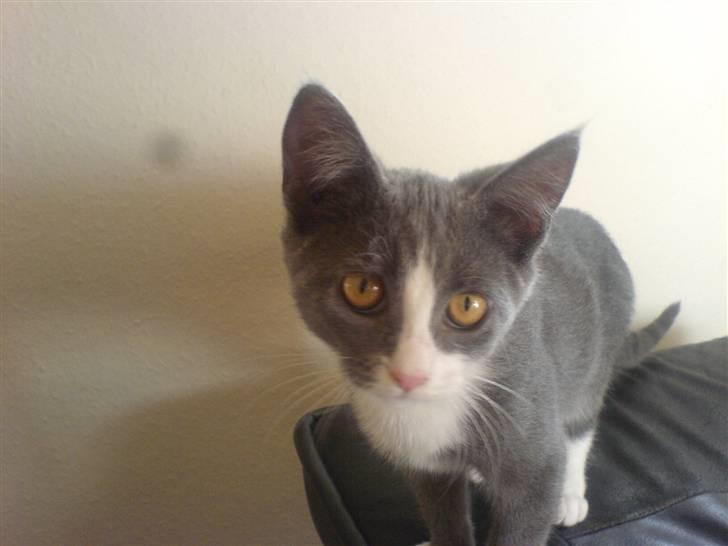 Blanding af racer Dixi - Sidder på stolen ,  billede 15