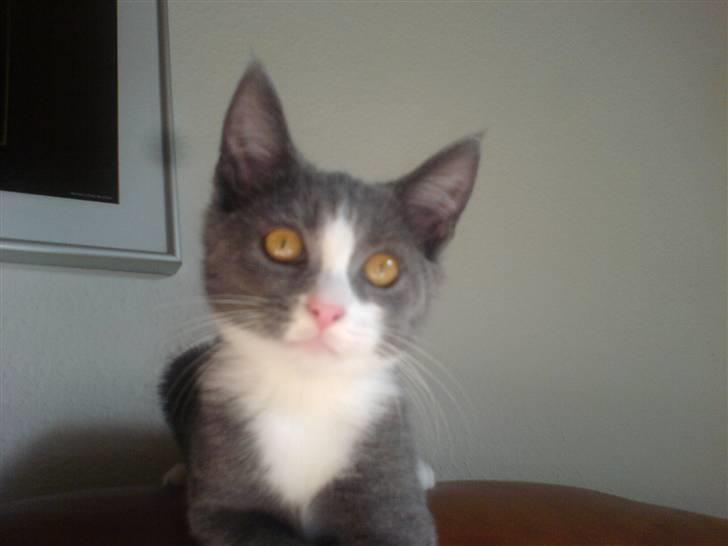 Blanding af racer Dixi - Hvad er det du har der Emil ? :) billede 16