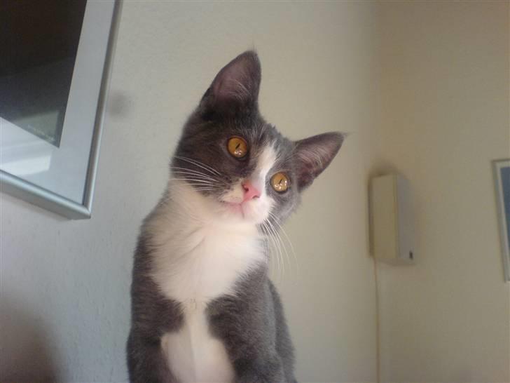 Blanding af racer Dixi - Er jeg ikke bare smuk og lækker :P? billede 17