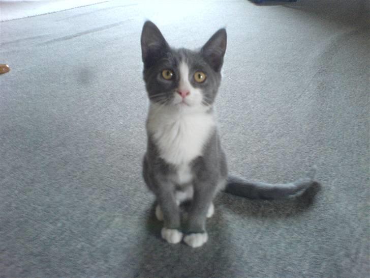 Blanding af racer Dixi - Hvad er det han har det , kan jeg spise det ? :P billede 18